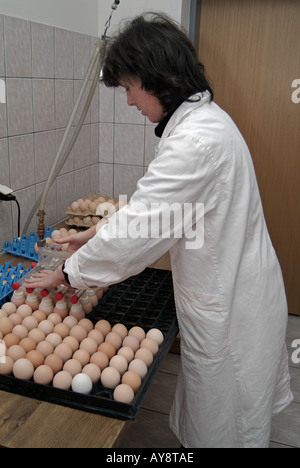 Frau Putting Eiern auf ein Tablett bereit zu gehen in einen Inkubator in der Brüterei eine industrielle Hühnerfarm Stockfoto