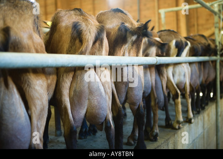 Ziegen im Stall, Rückansicht aufgereiht Stockfoto