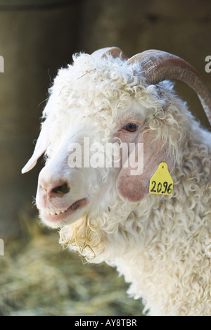 Angora-Ziege mit Erkennungsmarke am Ohr, Nahaufnahme Stockfoto