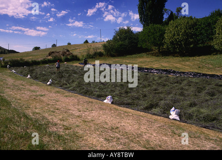 Trocknen, schneiden Lavendel im Feld. Die Drome Frankreich. Stockfoto