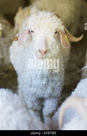 Angora-Ziege im Stall, Blick in die Kamera Stockfoto