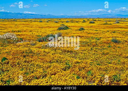 Bereich der Wildblumen blühen im sonnigen Süden Antelope Valley in Kalifornien in und rund um Poppy Reserve-Mojave-Wüste Stockfoto