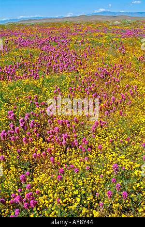 Bereich der Wildblumen blühen im sonnigen Süden Antelope Valley in Kalifornien in und rund um Poppy Reserve-Mojave-Wüste Stockfoto