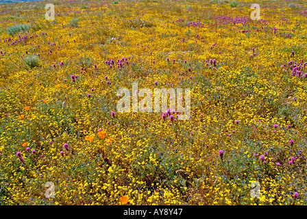 Bereich der Wildblumen blühen im sonnigen Süden Antelope Valley in Kalifornien in und rund um Poppy Reserve Mohave Wüste Stockfoto