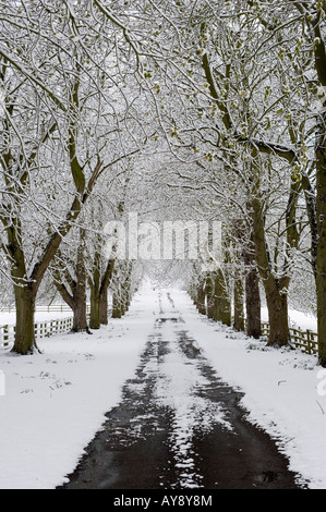 Schnee in der Landschaft Oxfordshire bedeckt, von Bäumen gesäumten Straße. UK Stockfoto