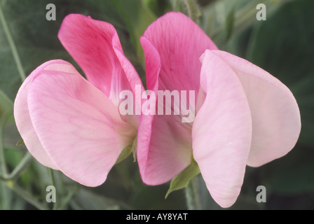 Platterbse man 'Pink Cupid"AGM (Zwerg Sweet Pea) Stockfoto