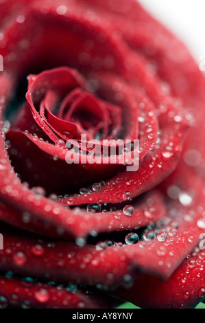 Einzelne rote Rose in Wassertropfen auf weiß bedeckt Stockfoto