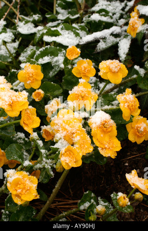 APRIL SCHNEE AUF CALTHA PALUSTRIS AGM Stockfoto