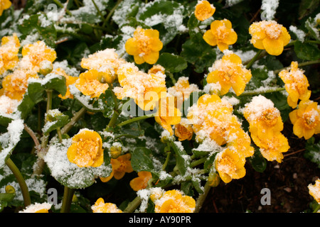 APRIL SCHNEE AUF CALTHA PALUSTRIS AGM Stockfoto