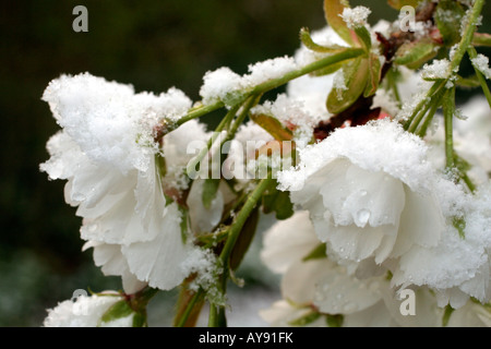 APRIL SCHNEE AUF PRUNUS SHIROTAE AGM BLUMEN Stockfoto