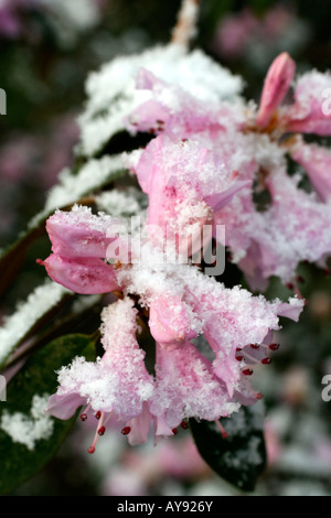 APRIL SCHNEE AUF RHODODENDRON RUBIGINOSUM BLÜTEN Stockfoto