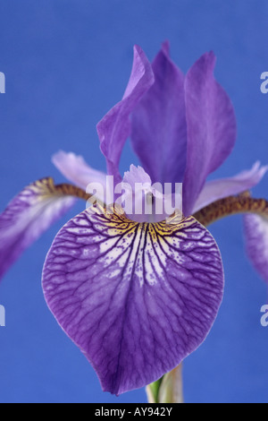 Iris Sibirica 'Papillon' (Sibirische Schwertlilie) Stockfoto