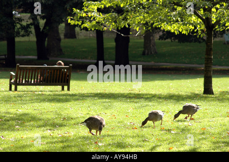 St James Park in London, Großbritannien Stockfoto