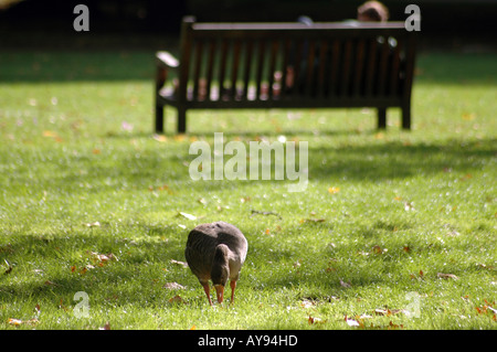 St James Park in London, Großbritannien Stockfoto