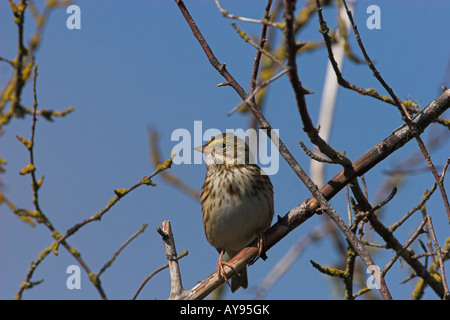 Savannah Sparrow Passerculus Sandwichensis thront auf Weißdorn Zweig in Nanaimo River Mündung Vancouver Island BC im August Stockfoto