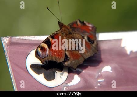 Lebenden Schmetterling sitzt auf einer Zeichnung Schmetterling Stockfoto