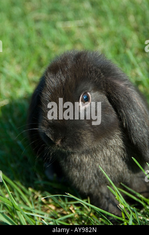 Nahaufnahme des kleinen hängeohrigen schwarzes Kaninchen Gras sitzen. Stockfoto