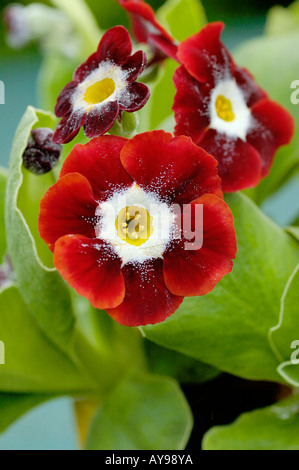 Auricula Primula reichen Lesekopf mit gelber Mitte Stockfoto