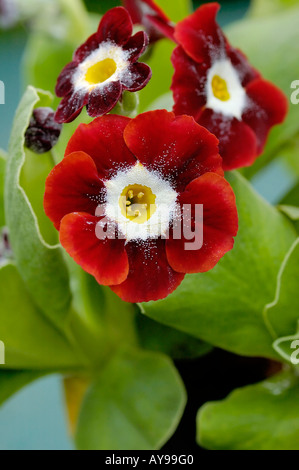 Auricula Primula reichen Lesekopf mit gelber Mitte Stockfoto