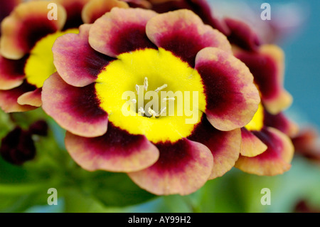 Auricula Primula reichen Lesekopf mit gelber Mitte Stockfoto