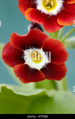 Auricula Primula reichen Lesekopf mit gelber Mitte Stockfoto