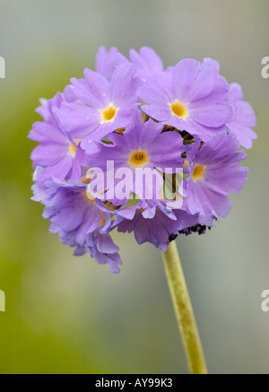 Primula Verbreitungsgebiet lila Blütenköpfe Stockfoto