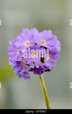 Primula Verbreitungsgebiet lila Blütenköpfchen Drumstick primula Stockfoto