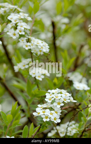 Achillia weiße Blume General Yarrow Stockfoto