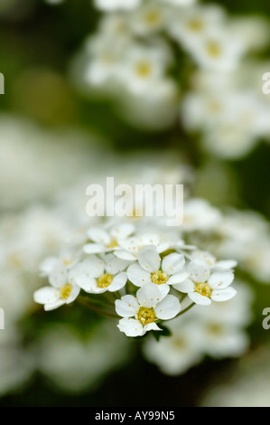 Achillia weiße Blume General Yarrow Stockfoto