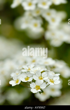 Achillia weiße Blume General Yarrow Stockfoto