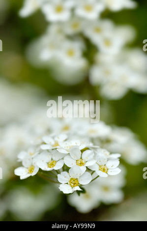 Achillia weiße Blume General Yarrow Stockfoto