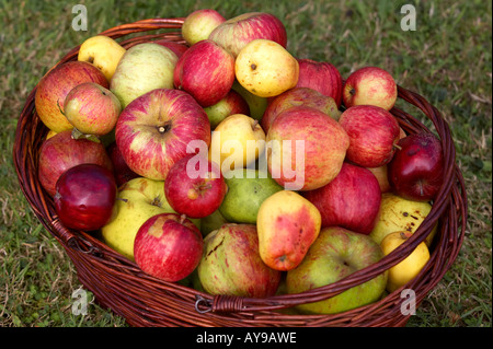 Korb mit Bio-Äpfel in Cornwall England angebaut. Stockfoto