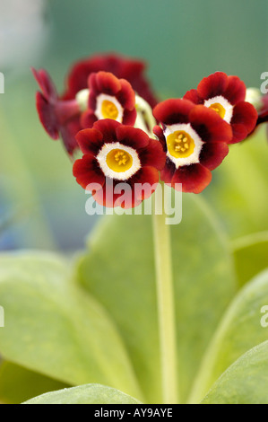 Auricula Primula reichen Lesekopf mit gelber Mitte Stockfoto