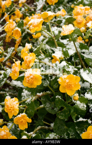 APRIL SCHNEE AUF CALTHA PALUSTRIS AGM Stockfoto