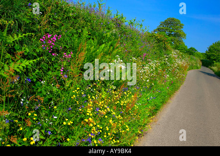 Wildblumen wachsen auf einer Land-Lane-Kante in South East Cornwall UK Stockfoto