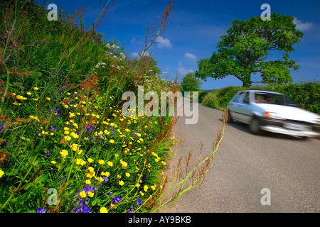 Wildblumen wachsen auf einer Land-Lane-Kante in South East Cornwall UK Stockfoto
