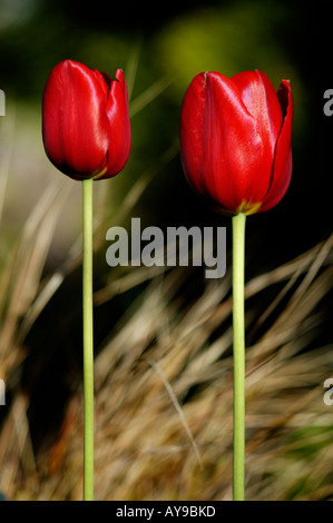 Tulpe Schäfte mit geschlossenen Blüten an einem heißen Tag Stockfoto