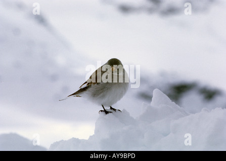 Snowfinch Montifringilla Nivalis auf Schnee Stockfoto