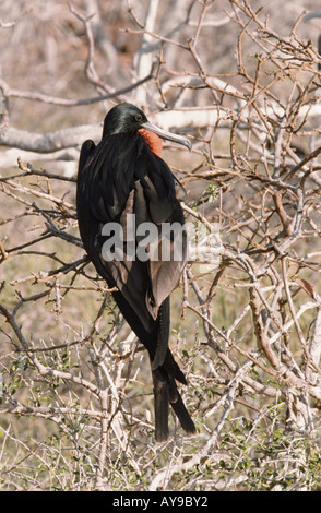 Herrliche Frigatebird Fregata magnificens männlichen North Seymour Galapagos Stockfoto