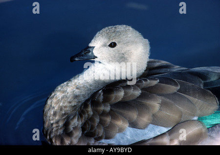 Abessinier blau geflügelte Gans Cyanochen Cyanopterus hautnah auf dem Wasser Stockfoto