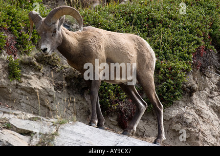 Rocky Mountain Bighorn Schafe zu Fuß auf einem Hügel Stockfoto