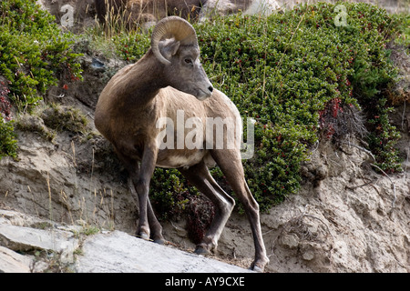 Rocky Mountain Bighorn Schafe stehen auf einem Hügel Stockfoto