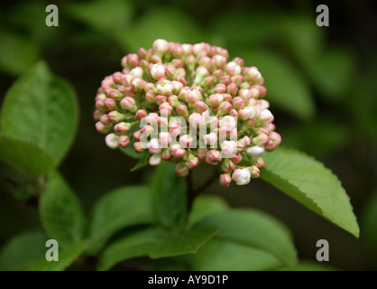 Cayuga Viburnum aka duftenden Schneeball, Viburnum Carlcephalum Adoxaceae Stockfoto