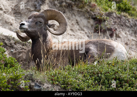 Rocky Mountain Bighorn Schafe auf einem Hügel Stockfoto