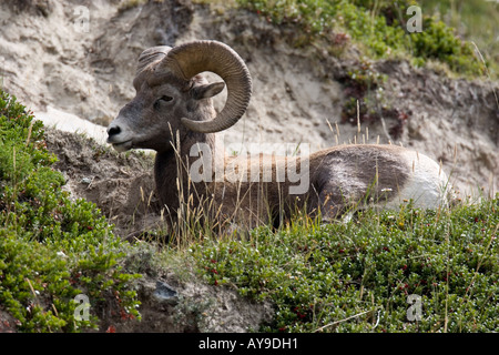 Ein Rocky Mountain Bighorn Sheep Ram ruht auf einem Hügel Stockfoto