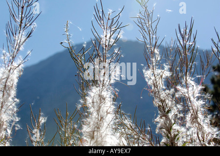 Nationalpark Pirin, Feuer Unkraut, wind Verbreitung Stockfoto