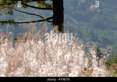 Nationalpark Pirin, Feuer Unkraut, wind Verbreitung Stockfoto