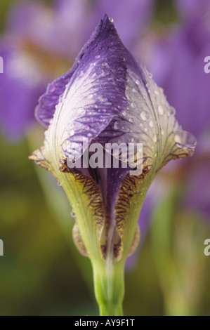 Iris Sibirica 'Papillon' (Sibirische Schwertlilie) Blütenknospe. Stockfoto