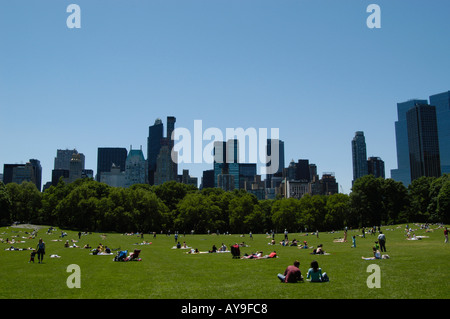 Schafe Wiese im Central Park, New York City, USA Stockfoto