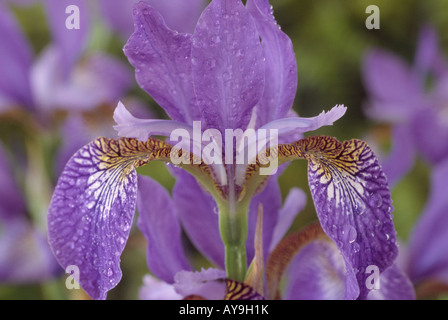 Iris Sibirica 'Papillon' (Sibirische Schwertlilie) Stockfoto